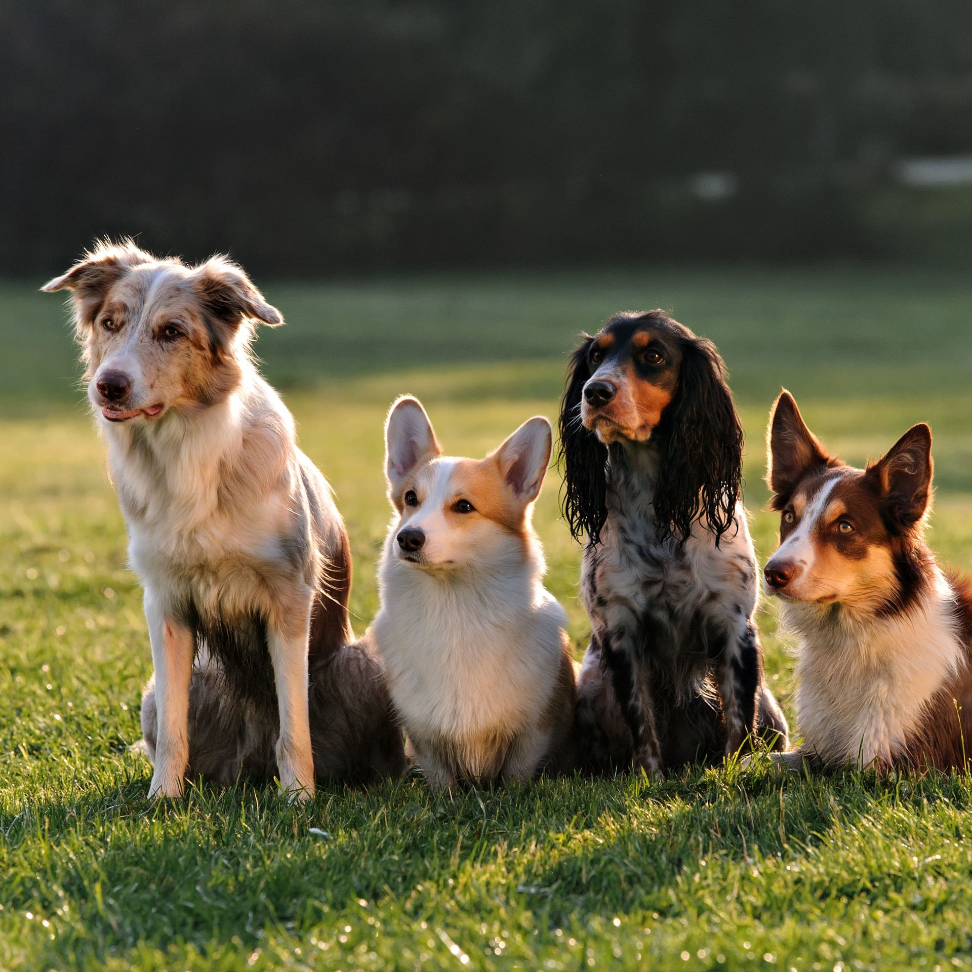 Vier sitzende Hunde auf einer Wiese